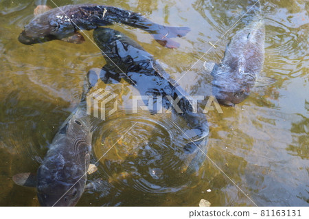 Collectable carp Collectable carp 81163131