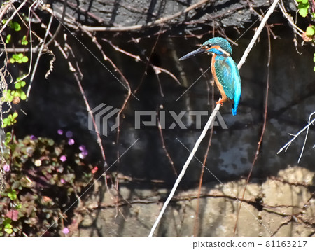Kingfisher stay. Kingfisher stay. 81163217