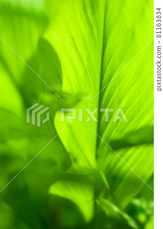 Closeup nature view of Green leaf in garden at summer under sunlight. Natural green plants landscape using as a background or wallpaper. Closeup nature view of Green leaf in garden at summer under sunlight. Natural green plants landscape using as a background or wallpaper. 81163834