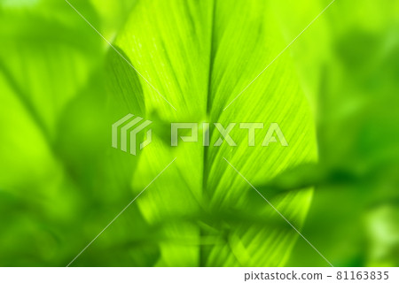 Closeup nature view of Green leaf in garden at summer under sunlight. Natural green plants landscape using as a background or wallpaper. Closeup nature view of Green leaf in garden at summer under sunlight. Natural green plants landscape using as a background or wallpaper. 81163835