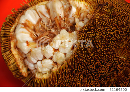 SEREMBAN, MALAYSIA -OCTOBER 01, 2016: Tarap fruit is a exotic tropical fruit normally grow in Borneo Malaysia. Scientific name is Artocarpus odoratissimus 81164200