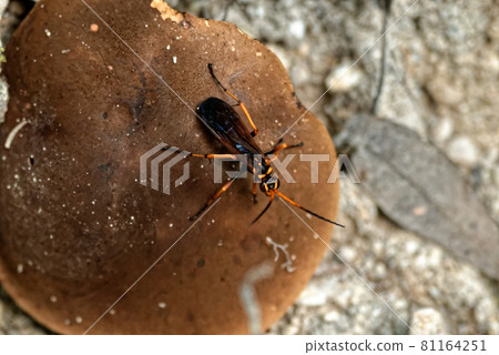 狩獵蜜蜂 Becko 蜘蛛蜂 狩獵蜜蜂 Becko 蜘蛛蜂 81164251