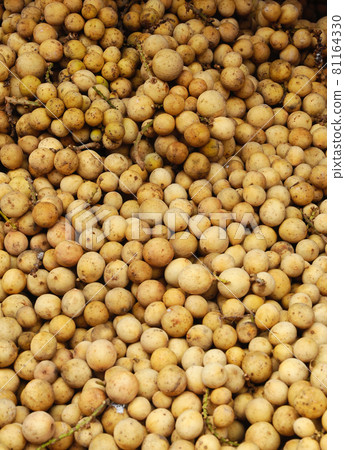 Lansium parasiticum or the scientific mane lansium domesticum, also known as langsat or lanzones. Sometimes call dukong. Tropical fruit many found in South East Asia. Lansium parasiticum or the scientific mane lansium domesticum, also known as langsat or lanzones. Sometimes call dukong. Tropical fruit many found in South East Asia. 81164330