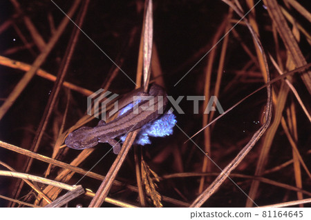 Male Salamandrella chinensis immediately after fertilization Male Salamandrella chinensis immediately after fertilization 81164645