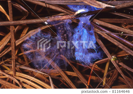 Egg sac of Salamandrella chinensis that shines blue 81164646