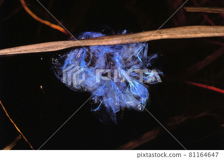 Salamandrella chinensis egg sac immediately after spawning that shines blue Salamandrella chinensis egg sac immediately after spawning that shines blue 81164647