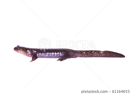 Kita salamander adult white background 81164655