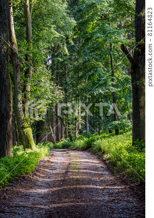 Walking path in forest. Forest road. 81164823