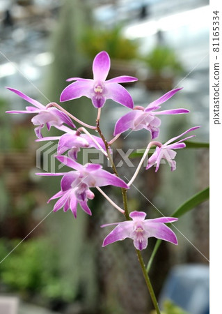 Western orchid Dendrobium kingianum pink flower 81165334
