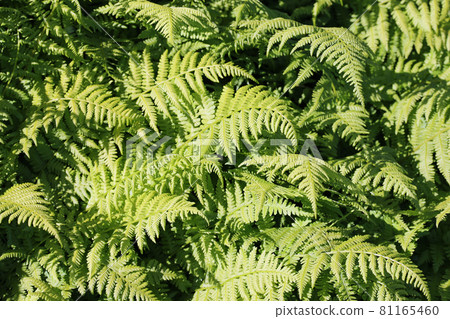 Dwarf lady fern fronds Dwarf lady fern fronds 81165460