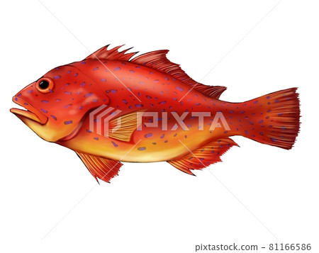 Red grouper Red grouper 81166586