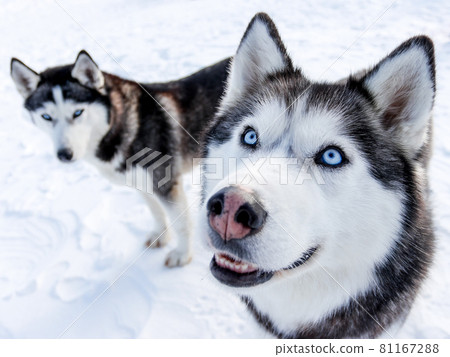 can a siberian husky live in gabon