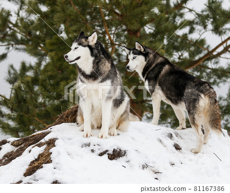 Husky Dogs in the forest in winter 81167386