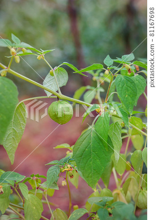 Growing physalis, green physalis, physalis in the greenhouse, physalis in the garden. 81167698