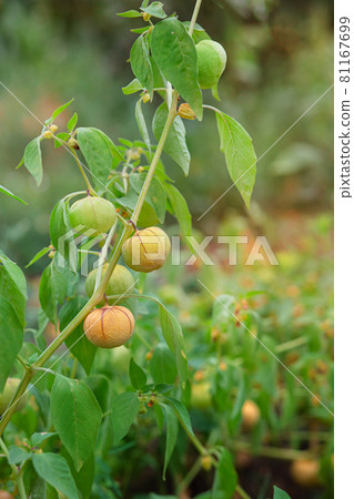 Growing physalis, green physalis, physalis in the greenhouse, physalis in the garden. Growing physalis, green physalis, physalis in the greenhouse, physalis in the garden. 81167699