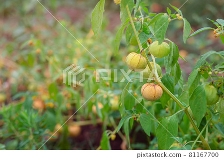 Growing physalis, green physalis, physalis in the greenhouse, physalis in the garden. Growing physalis, green physalis, physalis in the greenhouse, physalis in the garden. 81167700