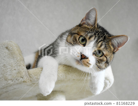 12 個月大的 Sabatra 小貓，一隻公貓在貓塔里放鬆 81168229