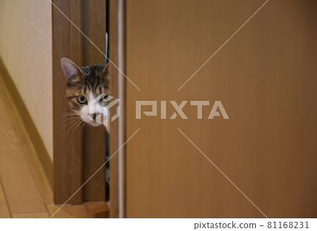 我看到了一隻 12 個月大的 Sabatra 小貓,它是管家 Nyanko。 我看到了一隻 12 個月大的 Sabatra 小貓,它是管家 Nyanko。 81168231