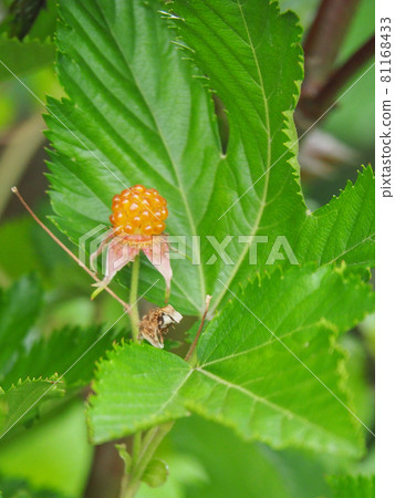 荒川河床上的三裂懸鉤子 81168433