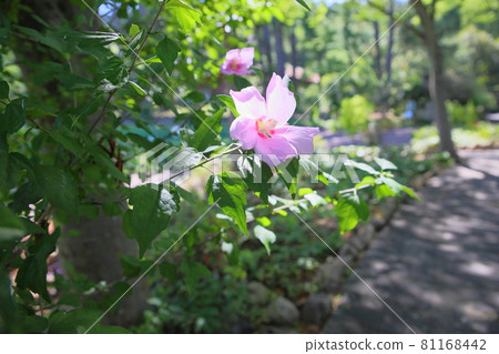 Mukugawa no Hana Mukugawa no Hana 81168442