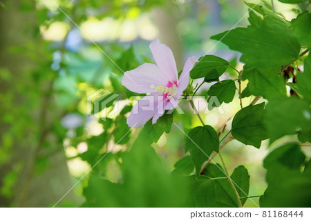 Mukugawa no Hana Mukugawa no Hana 81168444