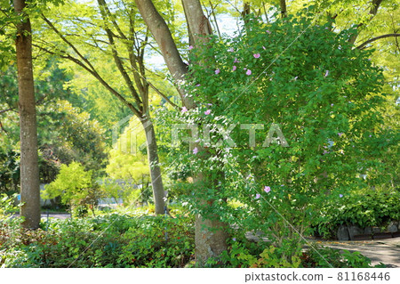 Mukugawa no Hana Mukugawa no Hana 81168446