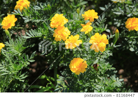 萬壽菊花 萬壽菊花 81168447