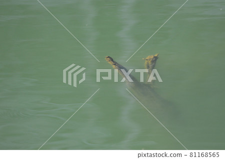 Lake surface / sunken dead tree (Lake Enrada / Yorii Town / Misato Town, Saitama Prefecture) Lake surface / sunken dead tree (Lake Enrada / Yorii Town / Misato Town, Saitama Prefecture) 81168565
