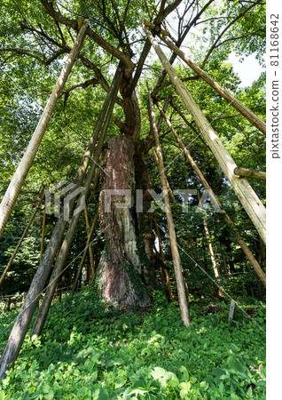 圓一寺遺址 Ed Higanzakura 本寺區 圓一寺遺址 Ed Higanzakura 本寺區 81168642