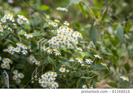 Yamashirogiku 81168818