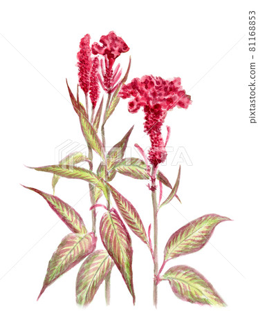 Analog watercolor red cockscomb - Stock Illustration [81168853] - PIXTA