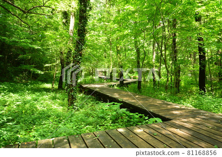 Summer in Komiya Park, Hachioji City 81168856