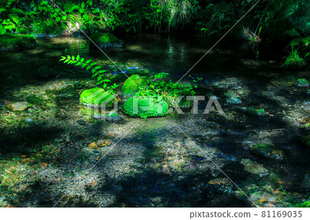 One third spring One third spring 81169035