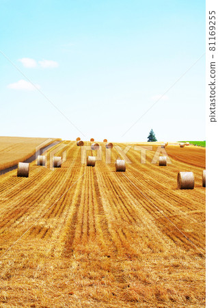 "Wheat field and wheat roll after cutting" Hokkaido 81169255