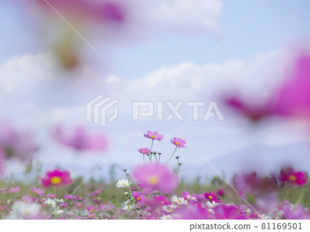 White clouds in the clear blue sky Cosmos blooming in the cosmos field 81169501