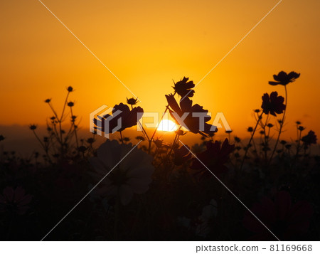 Autumn morning sunrise and cosmos 81169668