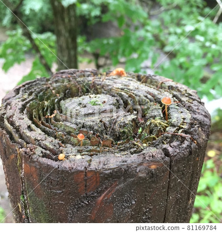 蘿蔔上的可愛蘑菇 81169784