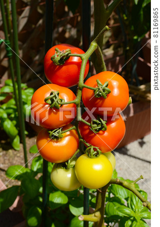Cultivation of tomatoes in the vegetable garden, pesticide-free, safe and secure vegetables, fresh and delicious vegetable life 81169865