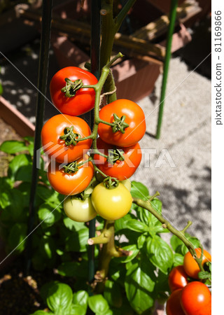 Home garden on the roof balcony, tomato cultivation in the planter, pesticide-free, safe and secure vegetables, fresh and delicious vegetable life Home garden on the roof balcony, tomato cultivation in the planter, pesticide-free, safe and secure vegetables, fresh and delicious vegetable life 81169866