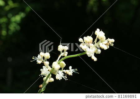 Yabumyoga 的雄花和雌雄同體花(雌花) Yabumyoga 的雄花和雌雄同體花(雌花) 81169891