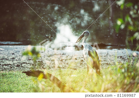 Asian openbill stork at tropical forest,Lesser adjutant in beautiful nature 81169987