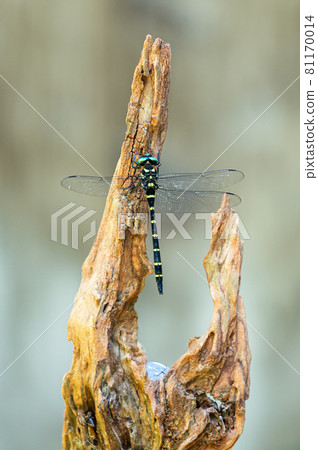 Anotogaster sieboldii with broken wings Anotogaster sieboldii with broken wings 81170014