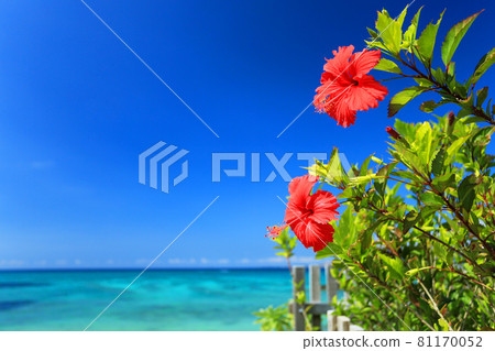 沖繩的蔚藍大海、藍天和鮮紅的芙蓉花 沖繩的蔚藍大海、藍天和鮮紅的芙蓉花 81170052