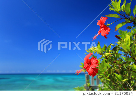 Okinawa's blue sea, blue sky and bright red hibiscus flowers 81170054