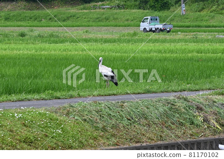 里山鸛風景(越前市白山地區) 端莊鸛 里山鸛風景(越前市白山地區) 端莊鸛 81170102