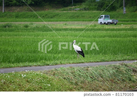 里山鸛風景(越前市白山地區) 端莊鸛 里山鸛風景(越前市白山地區) 端莊鸛 81170103