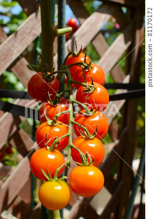 Fresh cherry tomatoes up 81170172