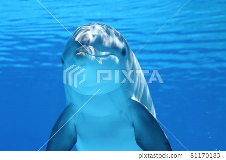 海豚在海中游泳,看著相機 海豚在海中游泳,看著相機 81170183