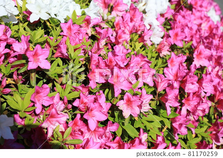 映山紅 映山紅 81170259