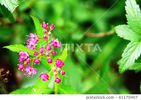繡線菊(Shimono)的花蕾和花萼非常漂亮! 繡線菊(Shimono)的花蕾和花萼非常漂亮! 81170407